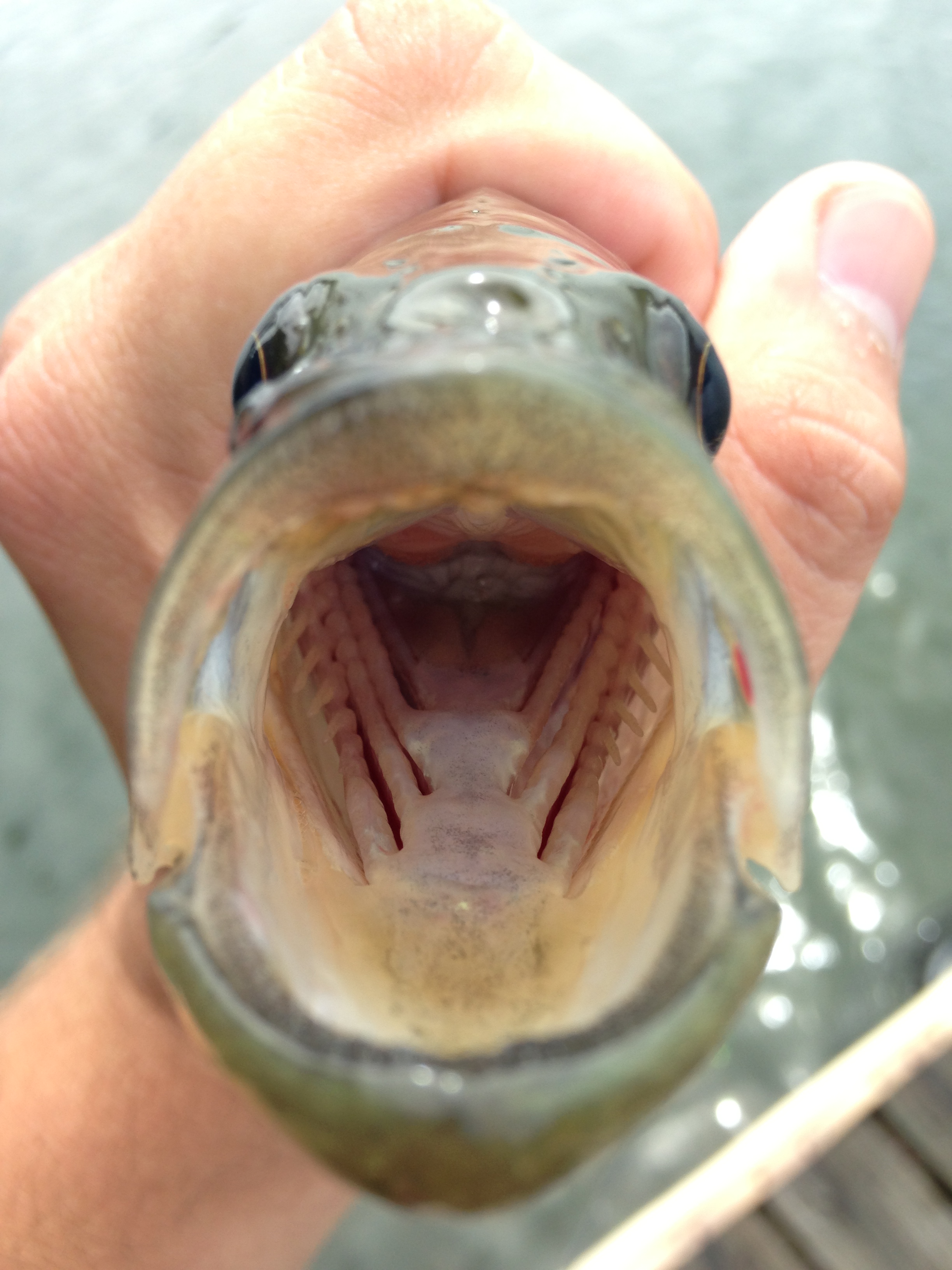Largemouth Bass Mouth 21